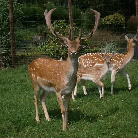 Chalé Le Pre De La Fontaine Paliseul